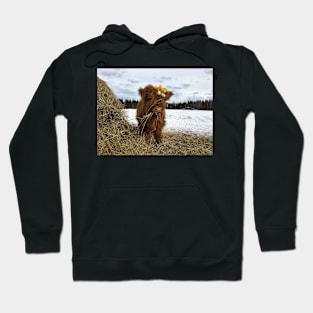 Scottish Highland Cattle Calf 1720 Hoodie